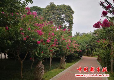 夏日的郑州五一公园，紫薇花开，风景正好